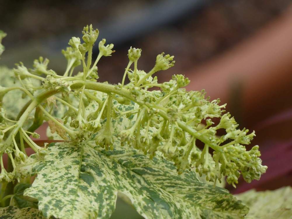 fleur de aceraceae acer pseudoplatanus cv. 'esk sunset'