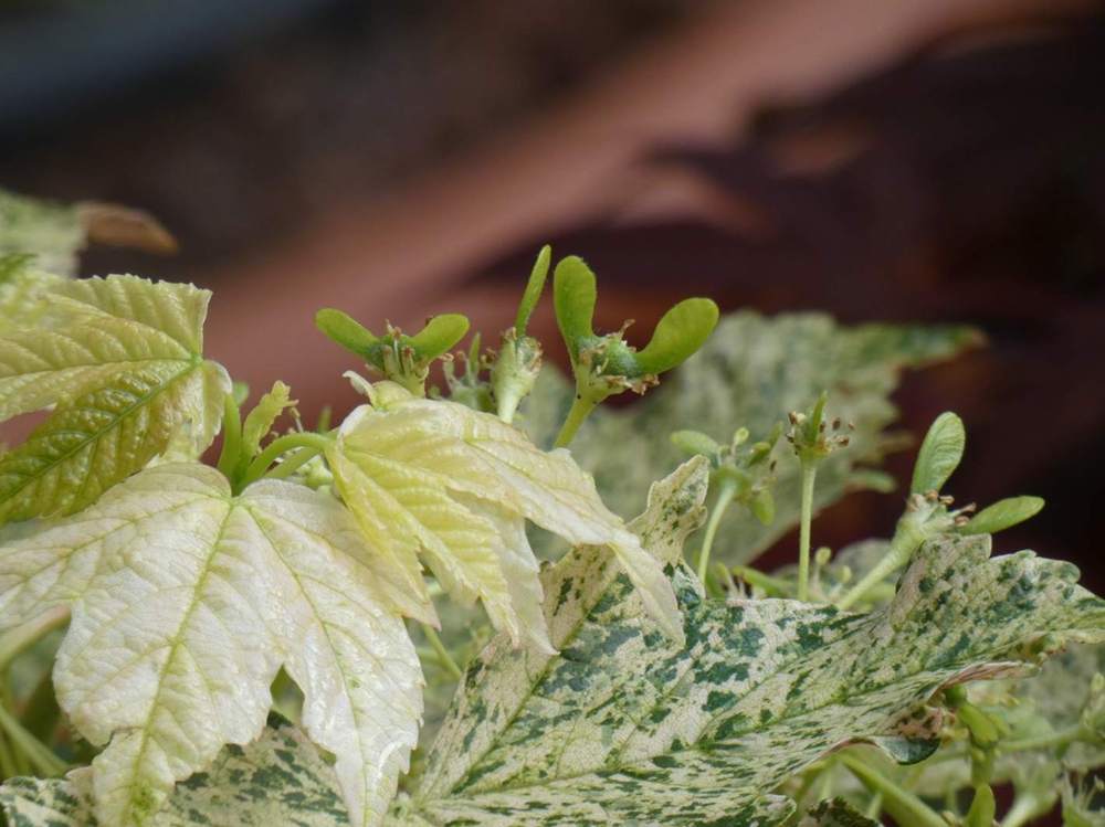 samare de aceraceae acer pseudoplatanus cv. 'esk sunset'