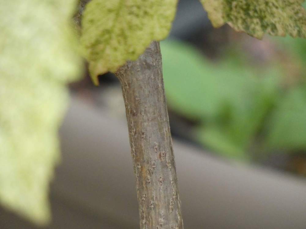 écorce de aceraceae acer pseudoplatanus cv. 'esk sunset'