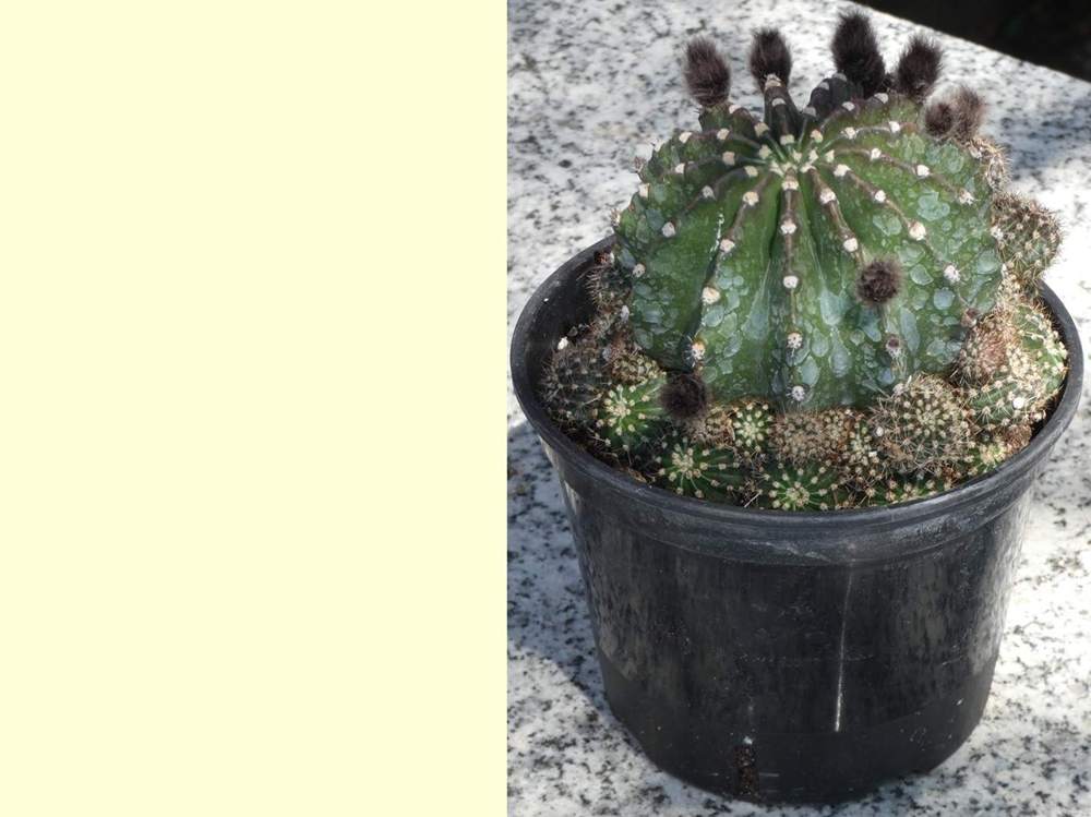 Cactaceae Echinopsis eyriesii