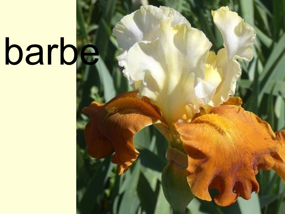 barbe de iridaceae iris barbu cv. 'fall fiesta'