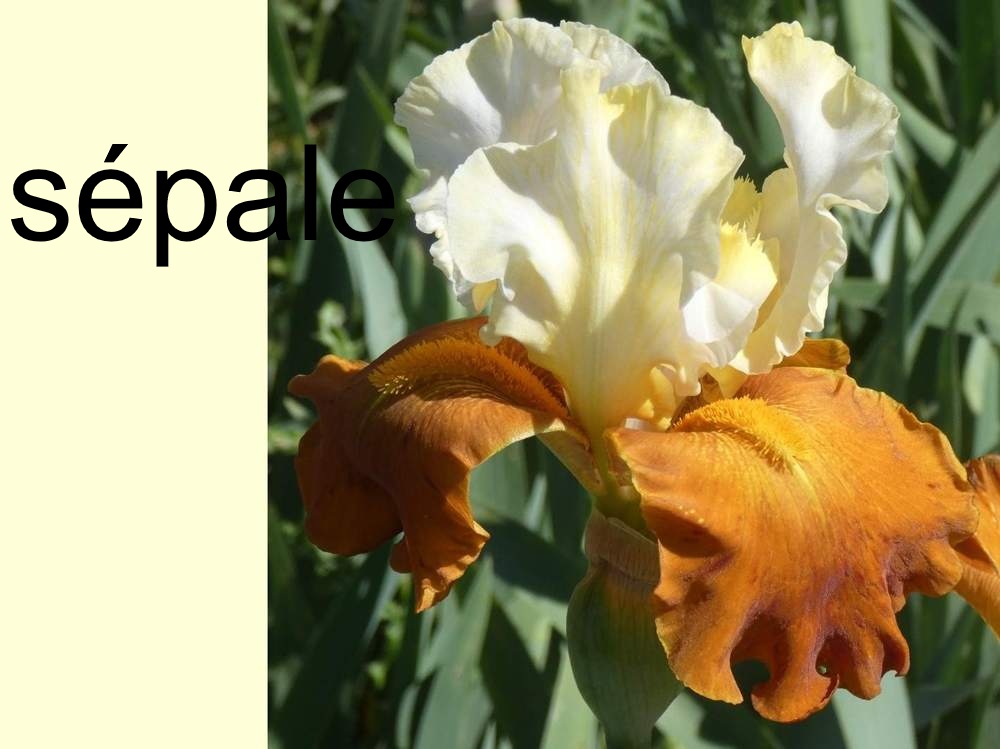 sépale de iridaceae iris barbu cv. 'fall fiesta'