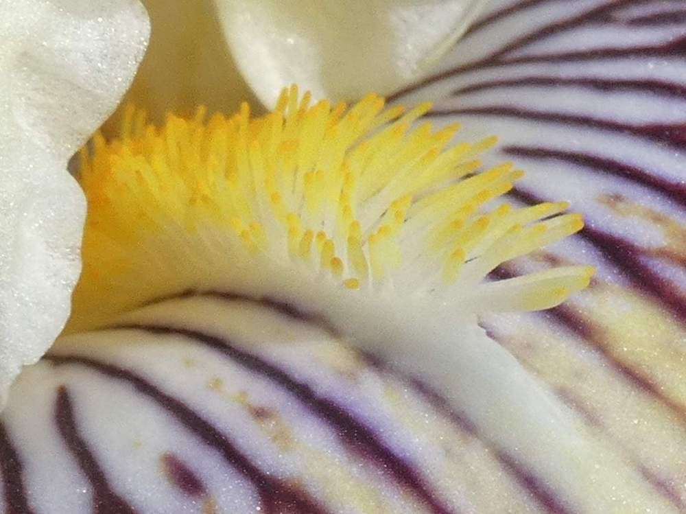 barbe de iridaceae iris barbu cv. 'fancy a flutter'