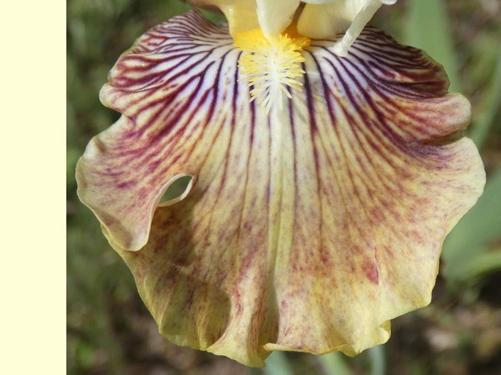 sépale de iridaceae iris barbu cv. 'fancy a flutter'