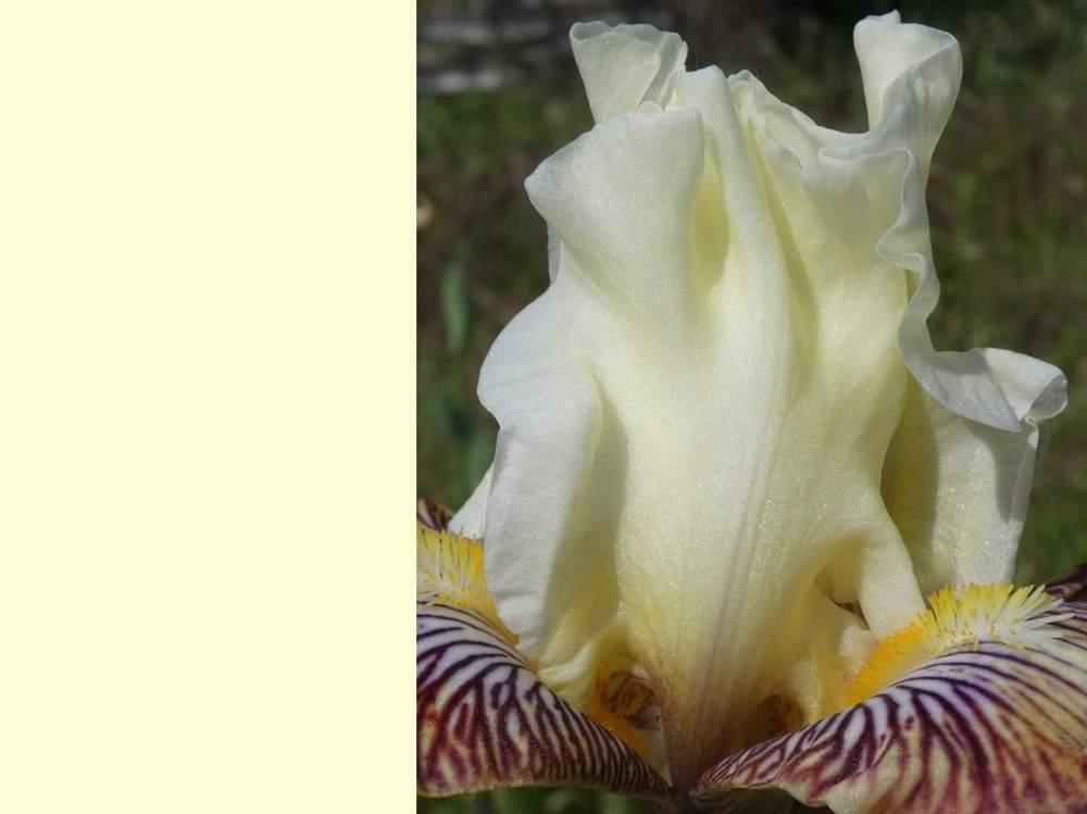 pétale de iridaceae iris barbu cv. 'fancy a flutter'