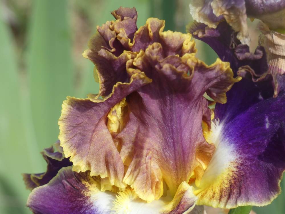 pétale de iridaceae iris barbu cv. 'fancy ideas'