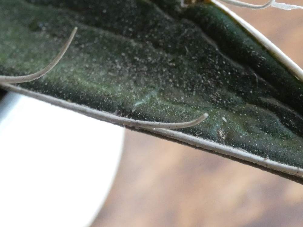 marge de agavaceae agave filifera