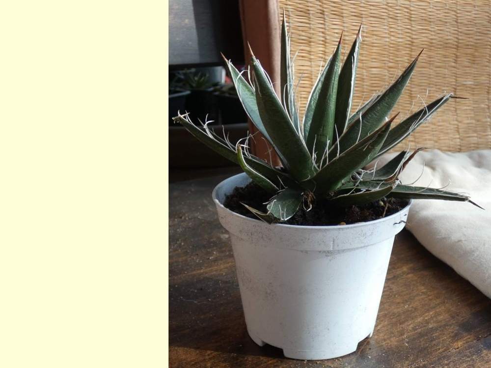 Agavaceae Agave filifera type