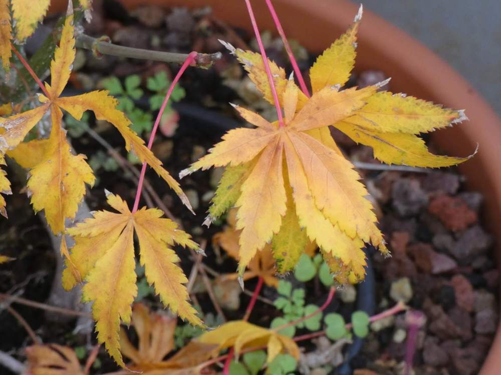 automne de aceraceae acer palmatum ssp. matsumurae cv. 'fior d'arancio'