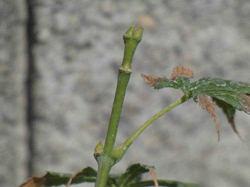 jeune bois de aceraceae acer palmatum ssp. matsumurae cv. 'fior d'arancio'