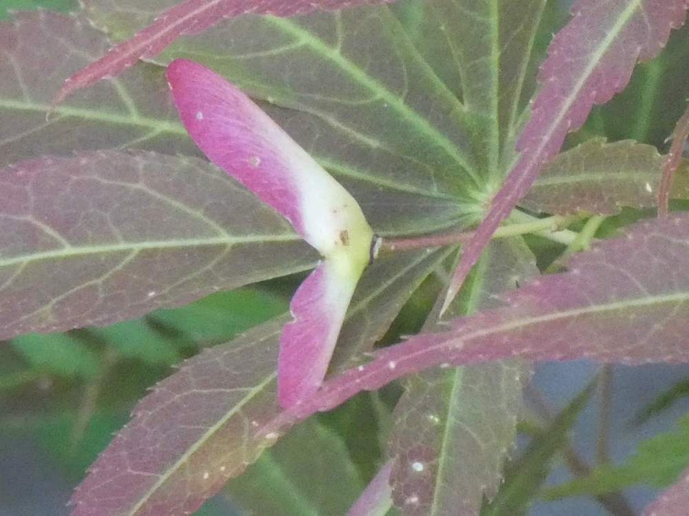 samare de aceraceae acer palmatum ssp. matsumurae cv. 'fior d'arancio'