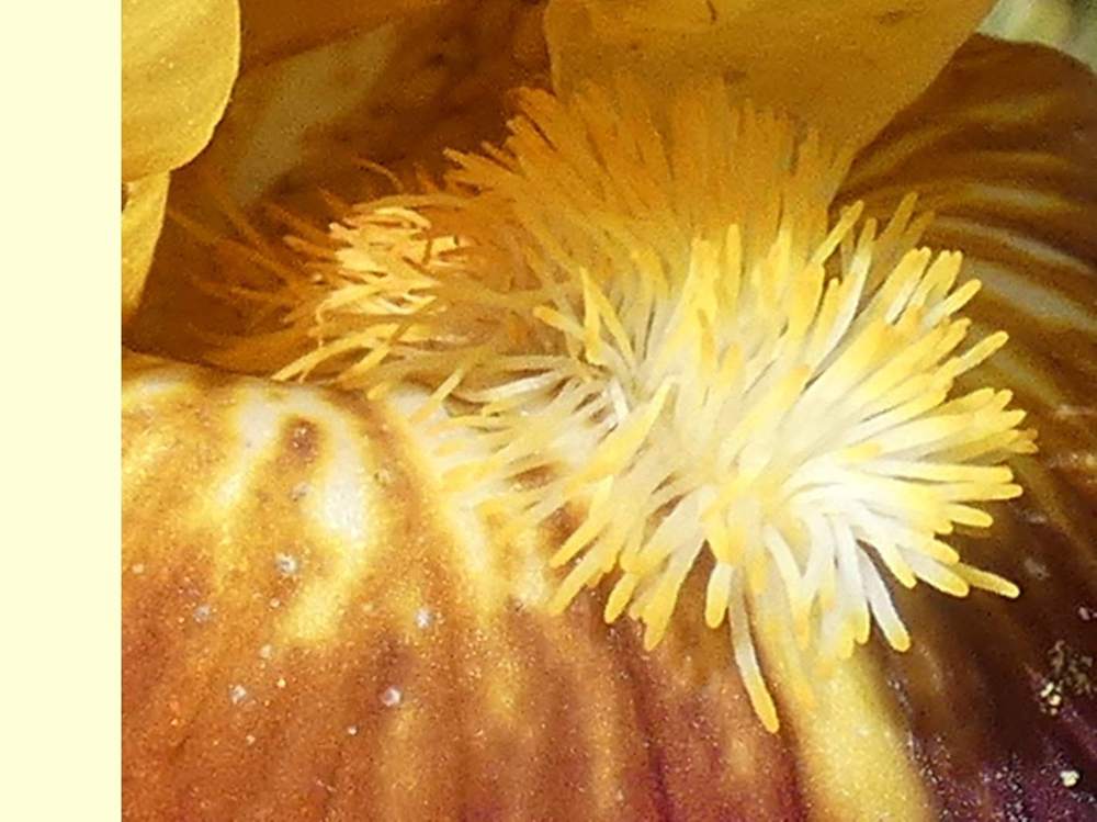 barbe de iridaceae iris barbu cv. 'firebug'