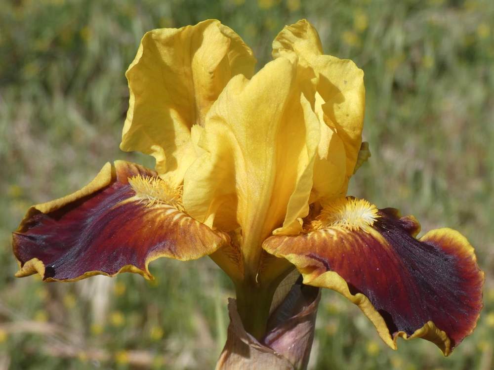 iridaceae iris barbu cv. 'firebug'
