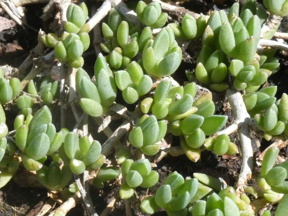Aizoaceae Delosperma cv. 'fire spinner'