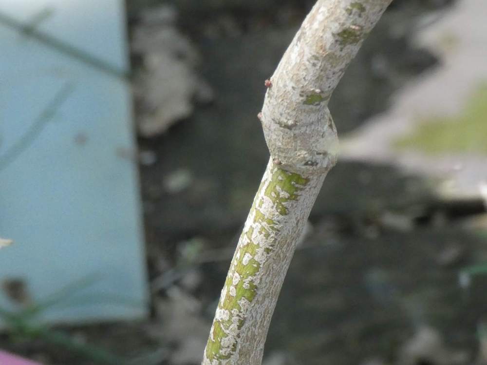 écorce de aceraceae acer negundo cv 'flamingo'