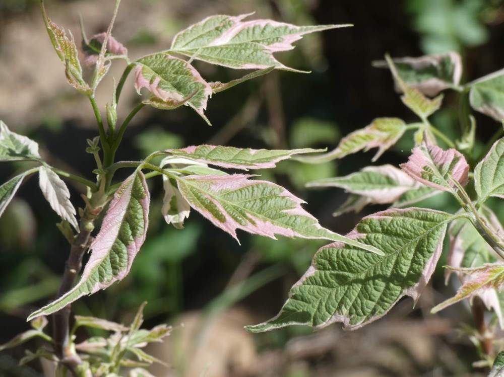 printemps de aceraceae acer negundo cv 'flamingo'