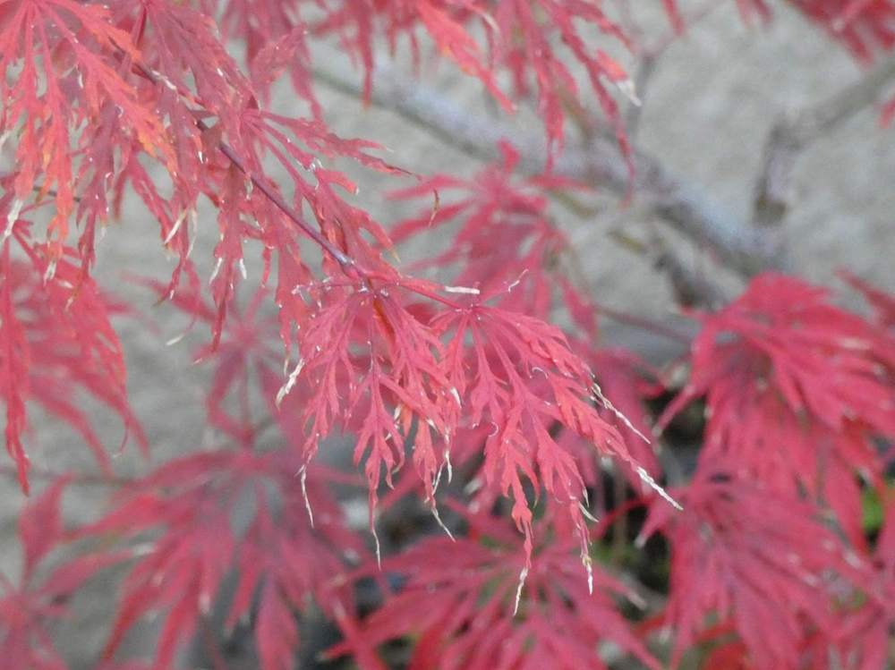 automne de aceraceae acer palmatum ssp. matsumurae gr. dissectum cv. 'flavescens'
