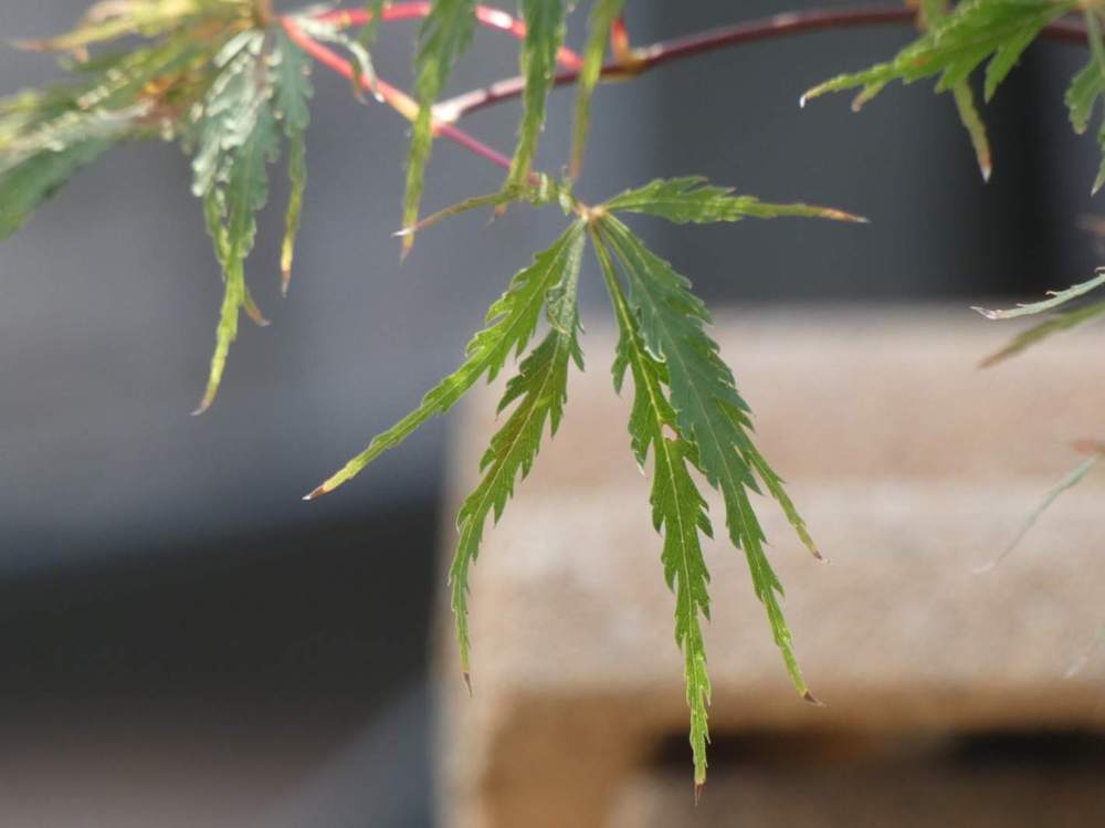 été de aceraceae acer palmatum ssp. matsumurae gr. dissectum cv. 'flavescens'