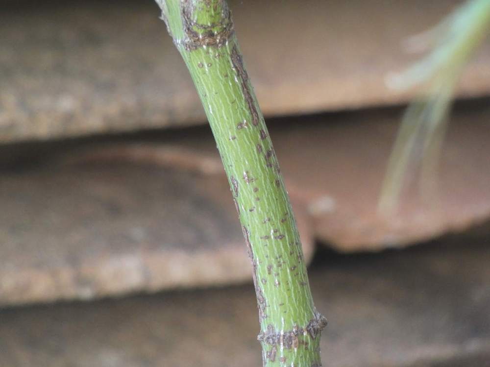 écorce de aceraceae acer palmatum ssp. matsumurae gr. dissectum cv. 'flavescens'