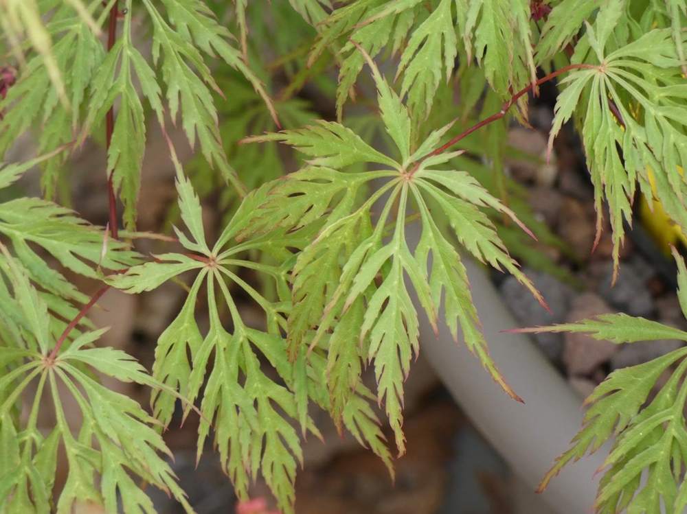 printemps de aceraceae acer palmatum ssp. matsumurae gr. dissectum cv. 'flavescens'