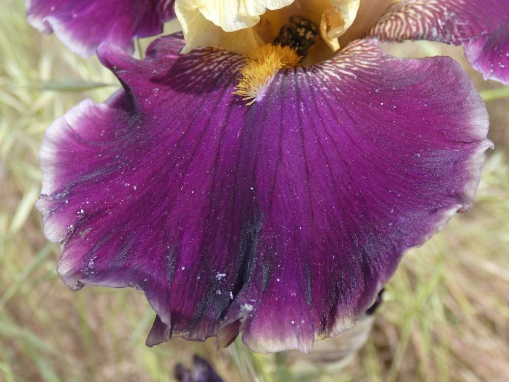 sépale de iridaceae iris barbu cv. 'football hero'