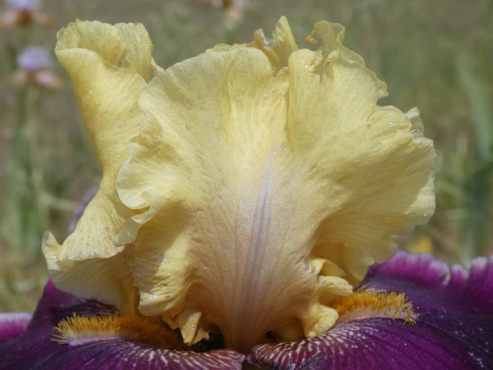 pétale de iridaceae iris barbu cv. 'football hero'