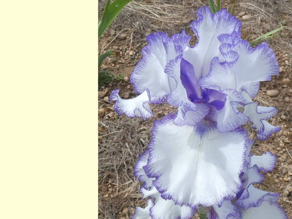 iridaceae iris barbu cv. 'freedom song'