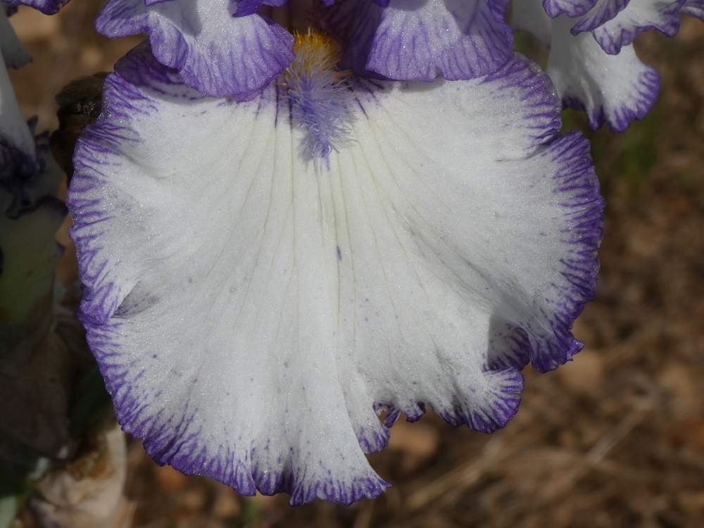 sépale de iridaceae iris barbu cv. 'freedom song'