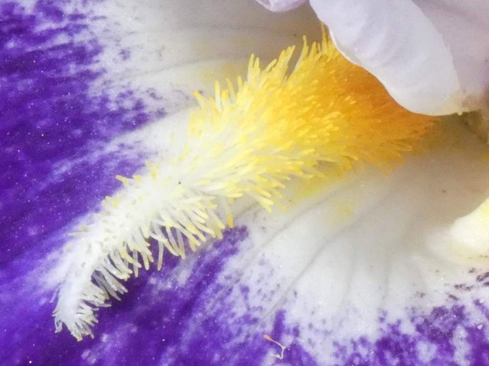 barbe de iridaceae iris barbu cv. 'from within'