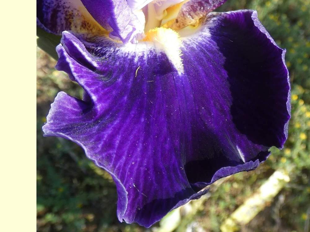 sépale de iridaceae iris barbu cv. 'from within'