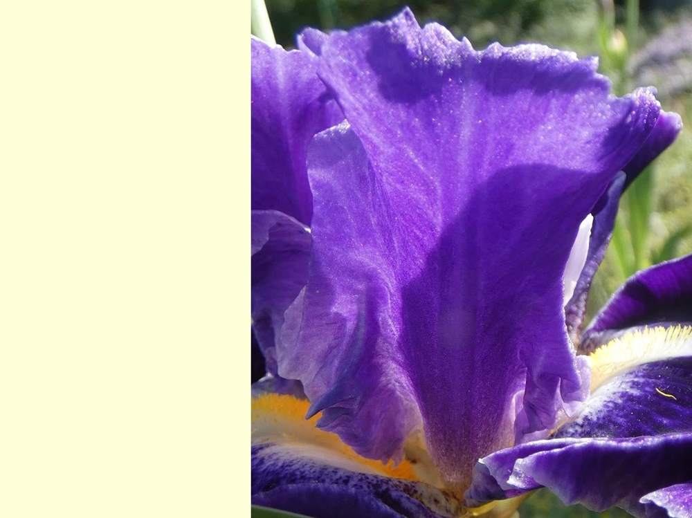 pétale de iridaceae iris barbu cv. 'from within'