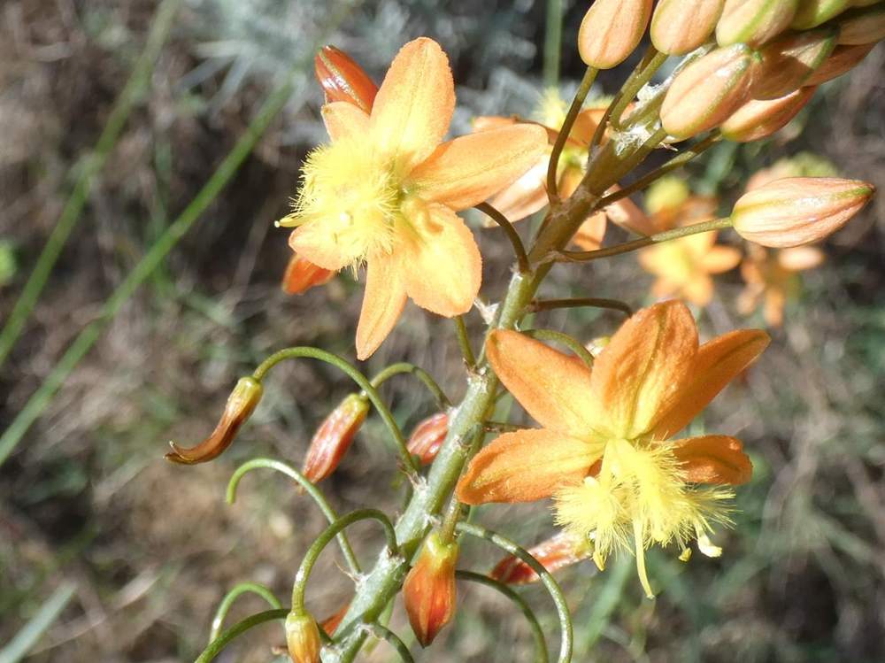 fleur de liliaceae bulbine frutescens