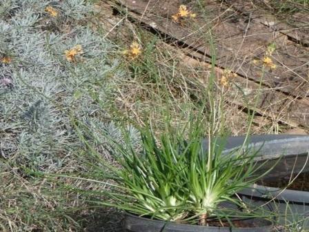 visuel Bulbine frutescens