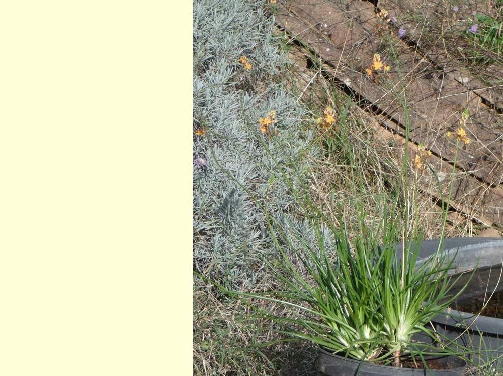 liliaceae bulbine frutescens