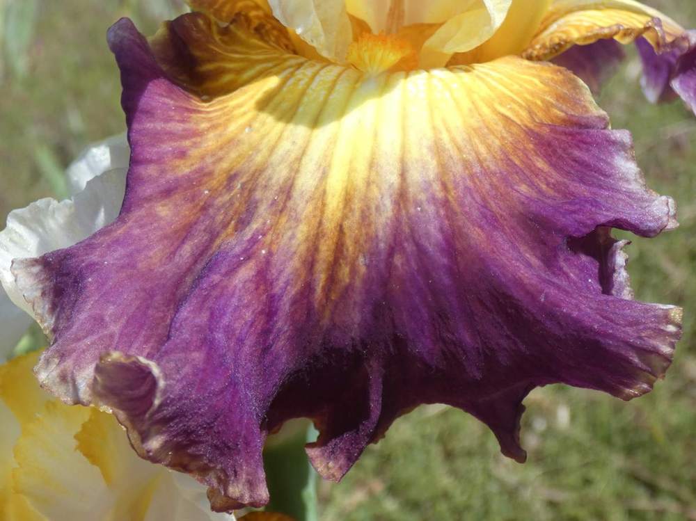 sépale de iridaceae iris barbu cv. 'fusion'