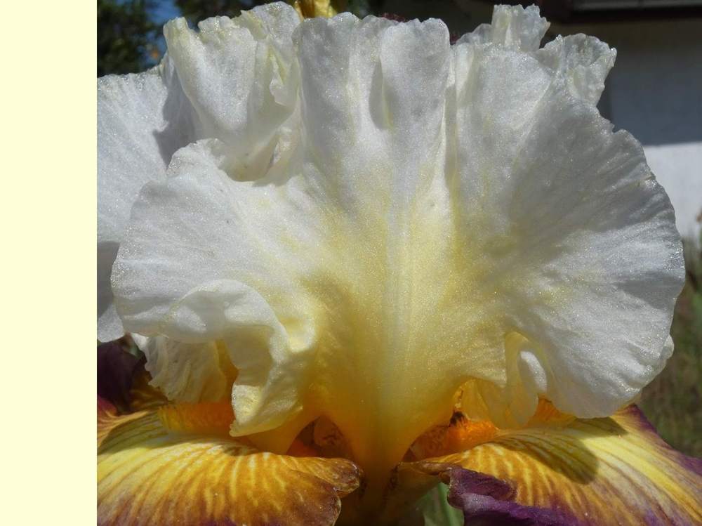 pétale de iridaceae iris barbu cv. 'fusion'