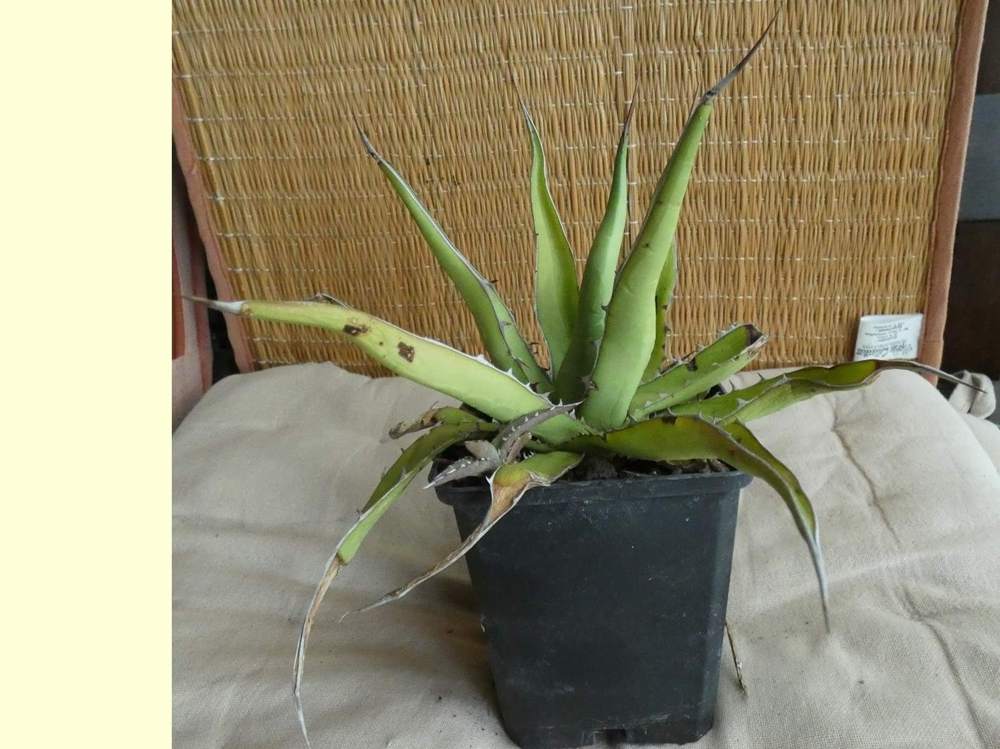 Agavaceae Agave garciae-mendozae