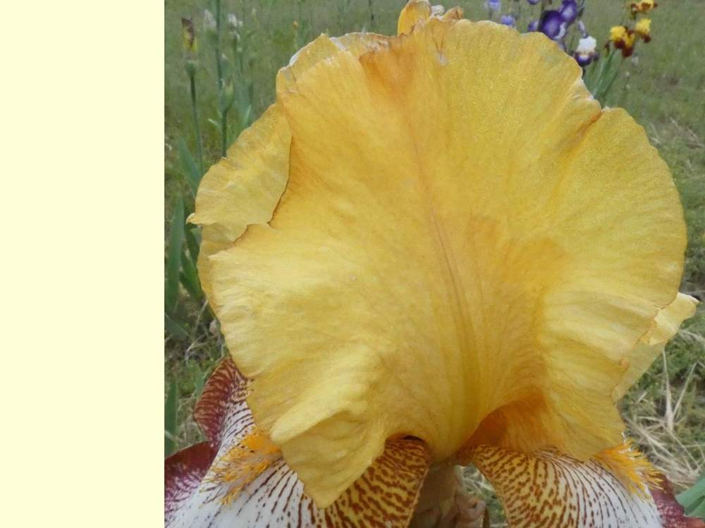 pétale de iridaceae iris barbu cv. 'garenne 117'