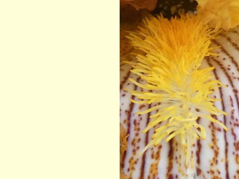 barbe de iridaceae iris barbu cv. 'garenne 127'