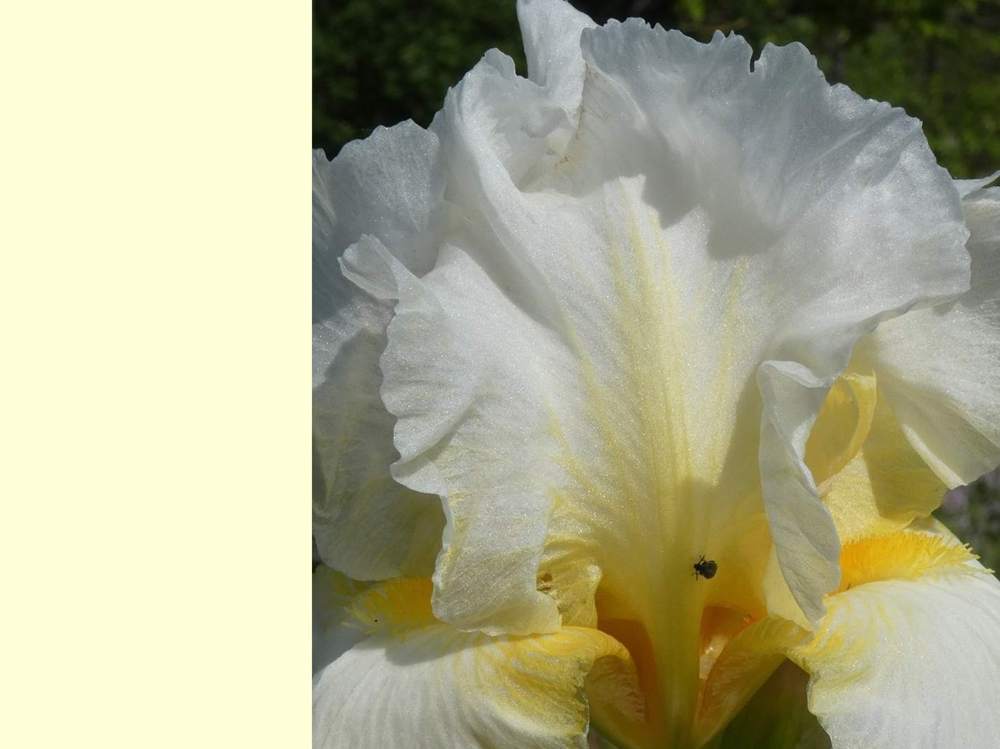 pétale de iridaceae iris barbu cv. 'garenne 142'