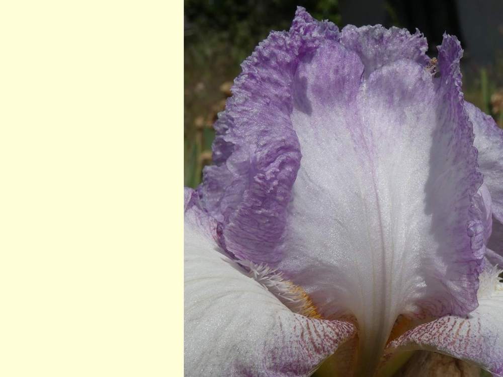 pétale de iridaceae iris barbu cv. 'garenne 188'