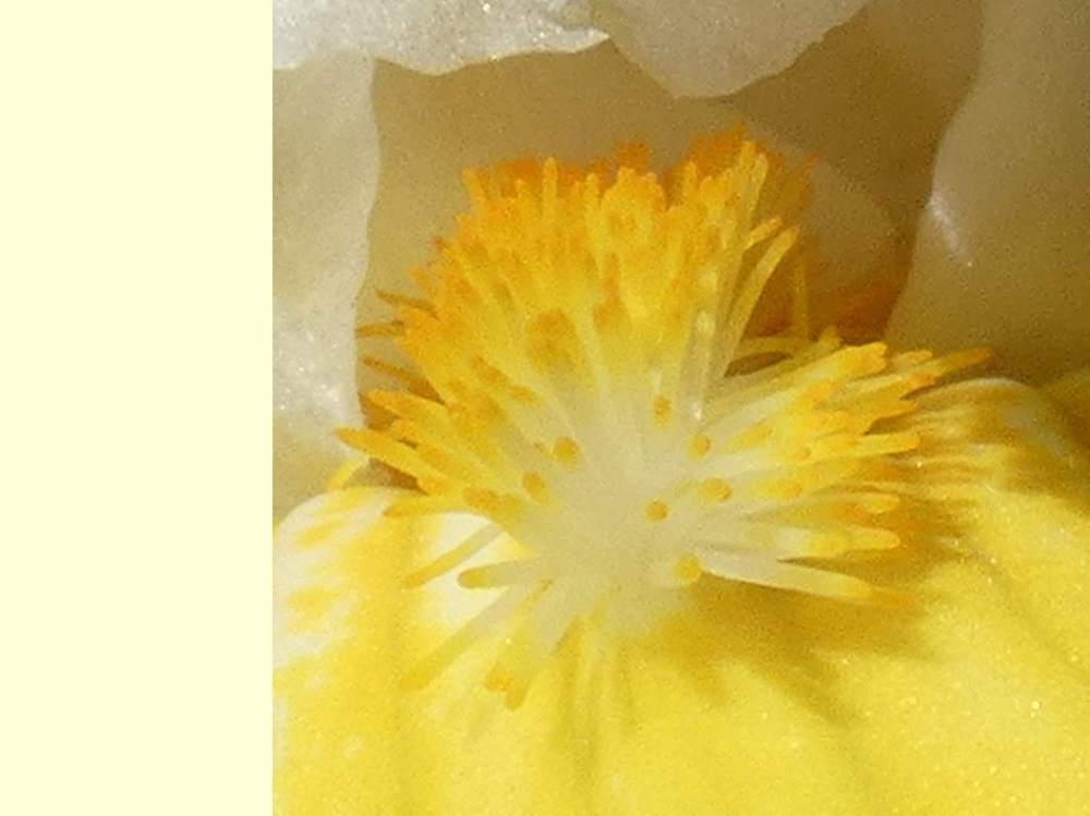 barbe de iridaceae iris barbu cv. 'garenne 285'