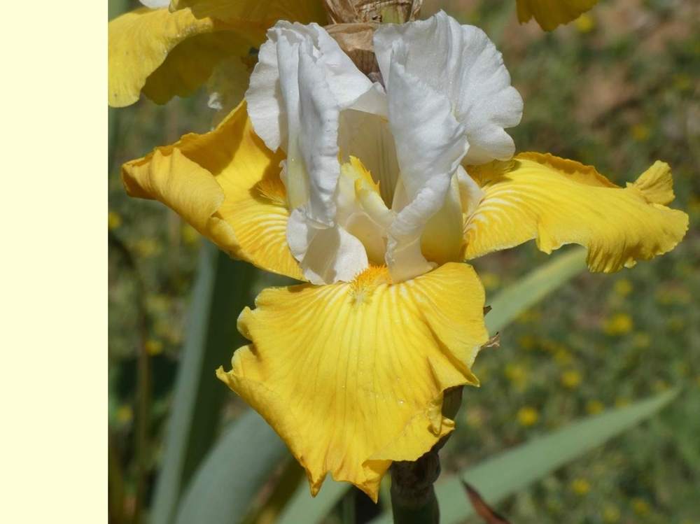 iridaceae iris barbu cv. 'garenne 285'
