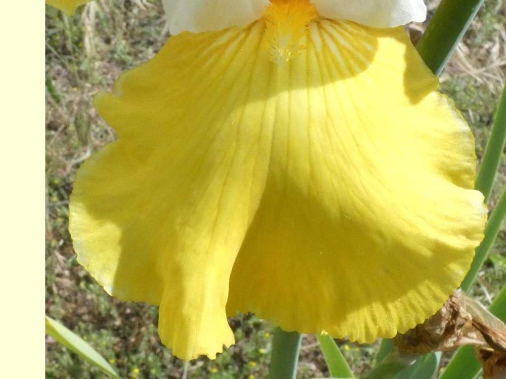 sépale de iridaceae iris barbu cv. 'garenne 285'