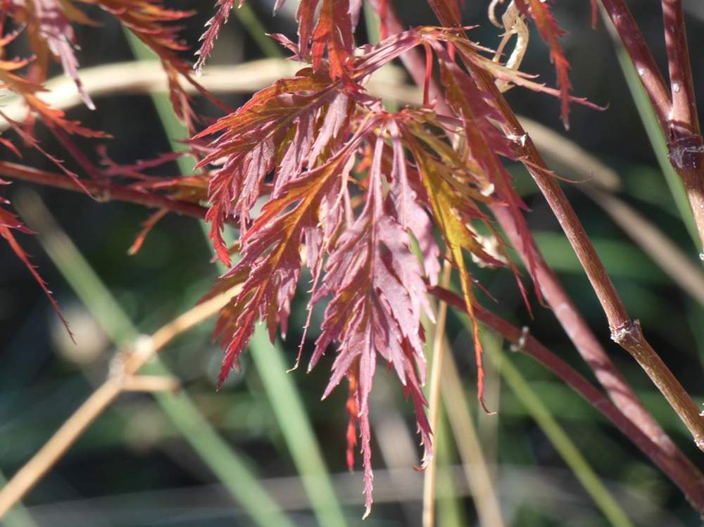 été de aceraceae acer palmatum ssp. matsumurae gr. dissectum cv. 'garnet tower'