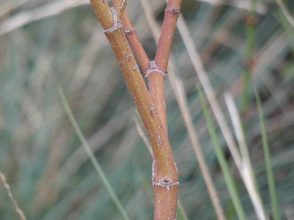 écorce de aceraceae acer palmatum ssp. matsumurae gr. dissectum cv. 'garnet tower'
