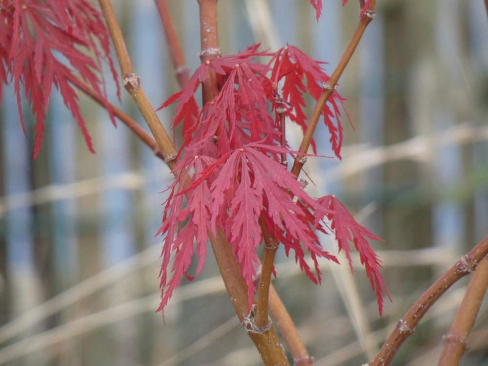 printemps de aceraceae acer palmatum ssp. matsumurae gr. dissectum cv. 'garnet tower'