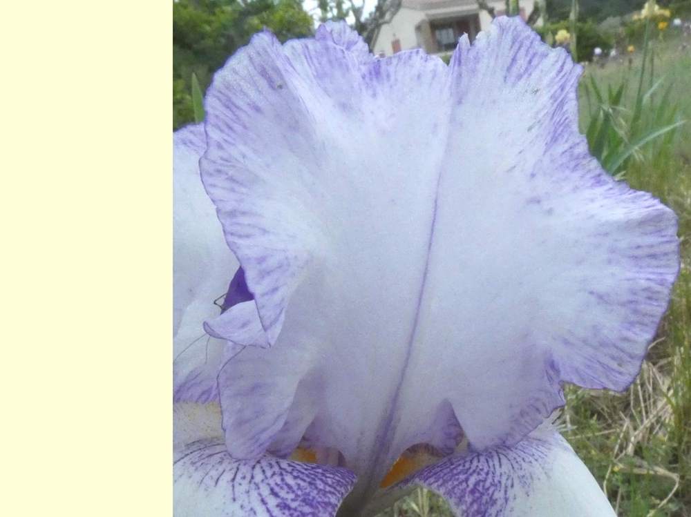 pétale de iridaceae iris barbu cv. 'gentle rain'