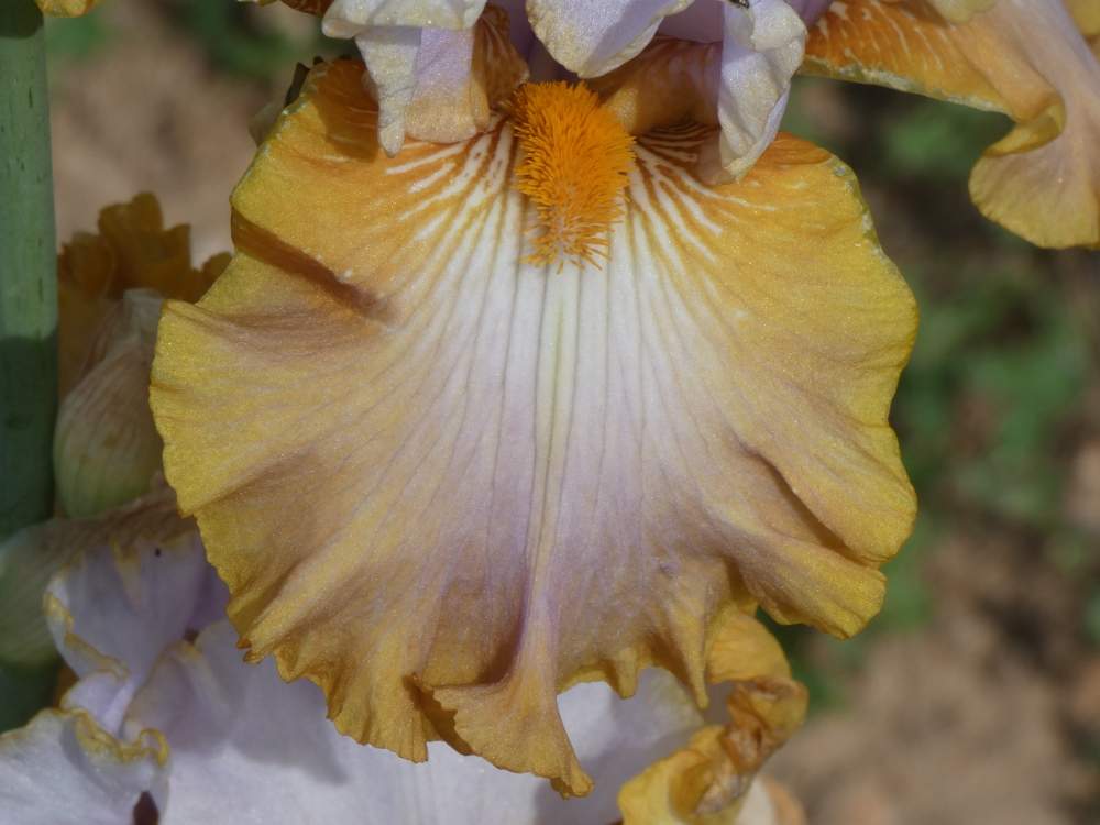 sépale de iridaceae iris barbu cv. 'gilt by association'
