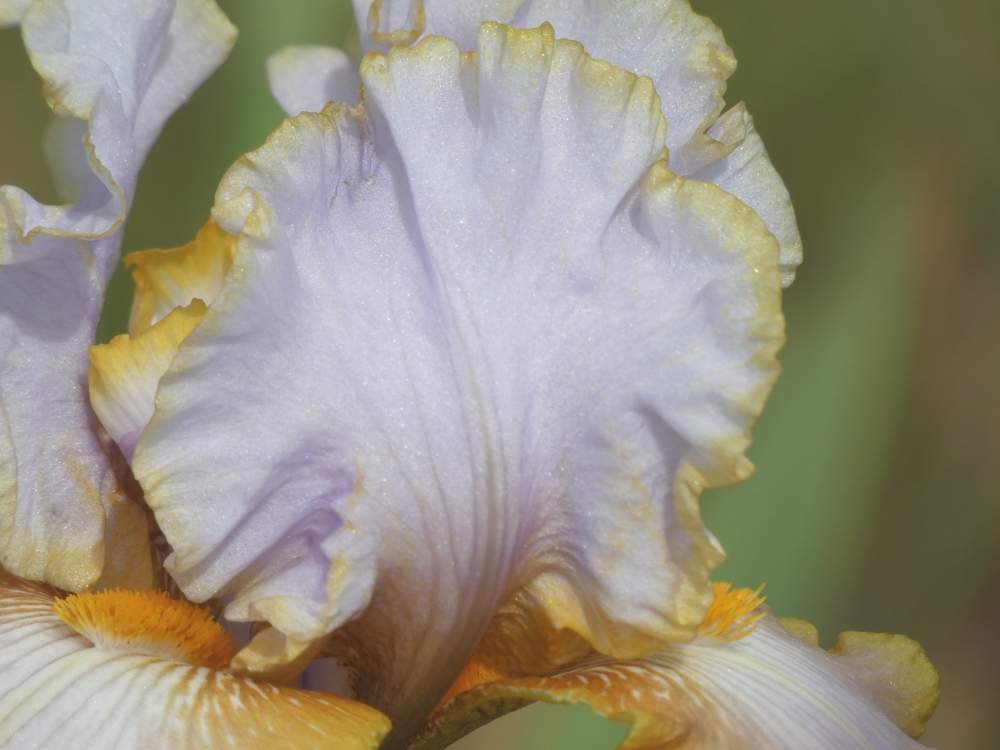 pétale de iridaceae iris barbu cv. 'gilt by association'